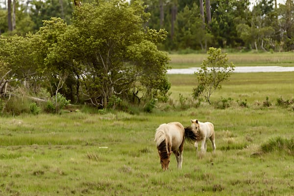 Assateague Wildlife Collection