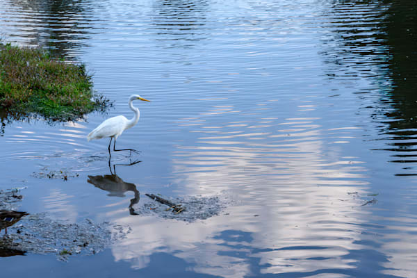 Waterfowl