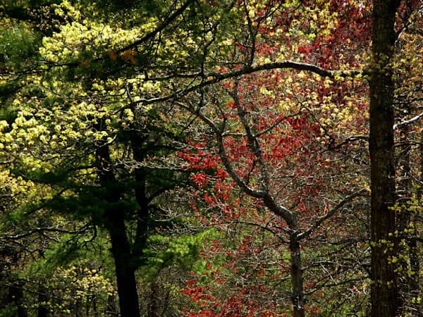 East End Spring Color, East Hampton, Ny Art | Dappled Light Gallery