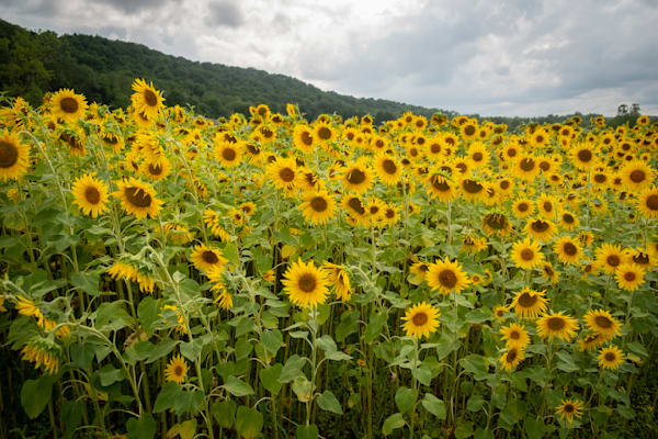 Sunflower Field Photography Art | David Mihel