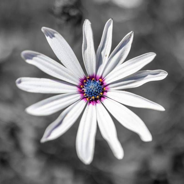 The Wild Flowers