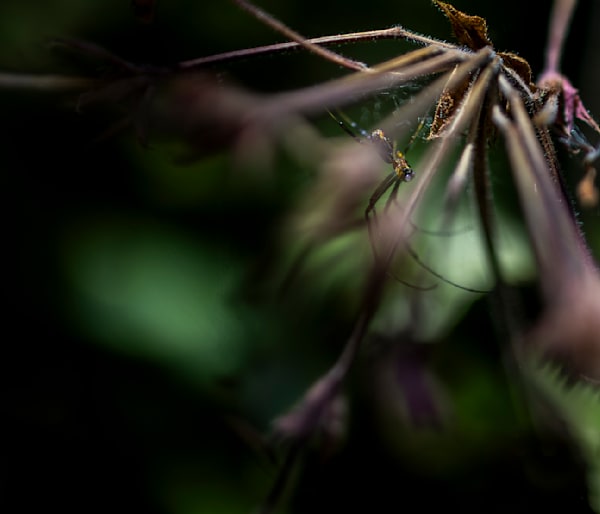 The Tiny Wild Kingdom