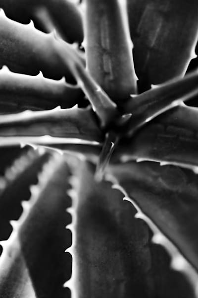 The Wild Shadows   Black and White Collection