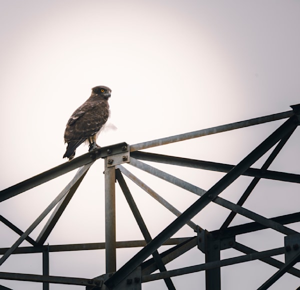 The Winged Wild