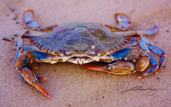 Blue Crab Art | Mandy Wilson Smith Art