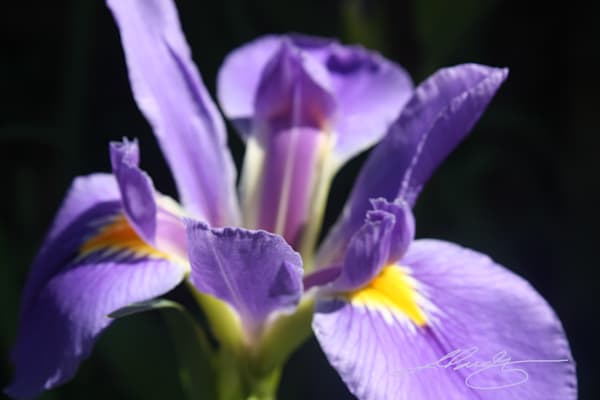 Purple Iris On Black Art | Mandy Wilson Smith Art