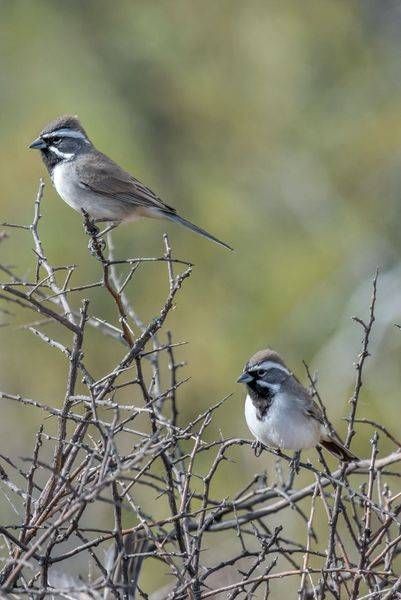 Black Throated Sparrows | Fine Art Bird Print