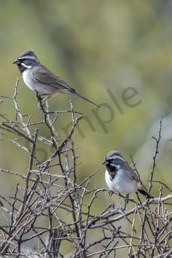 Black Throated Sparrows | Fine Art Bird Print