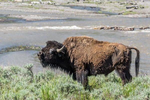 Bison Bull, Yellowstone National Park | Fine Art Print