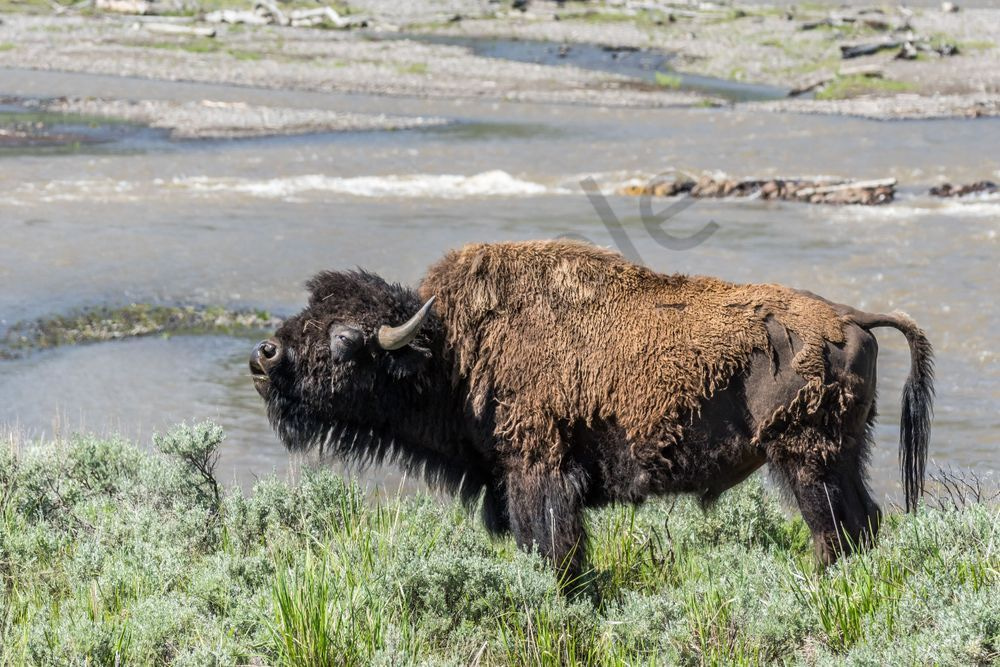 Bison Bull, Yellowstone National Park | Fine Art Print