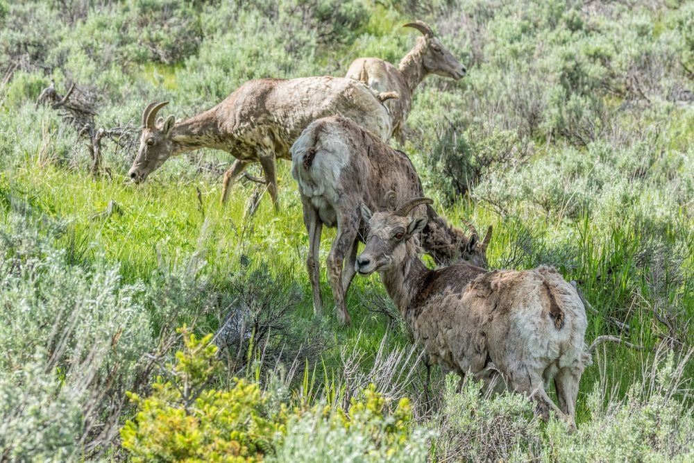 Bighorn Sheep Ewes | Wildlife Fine Art Print