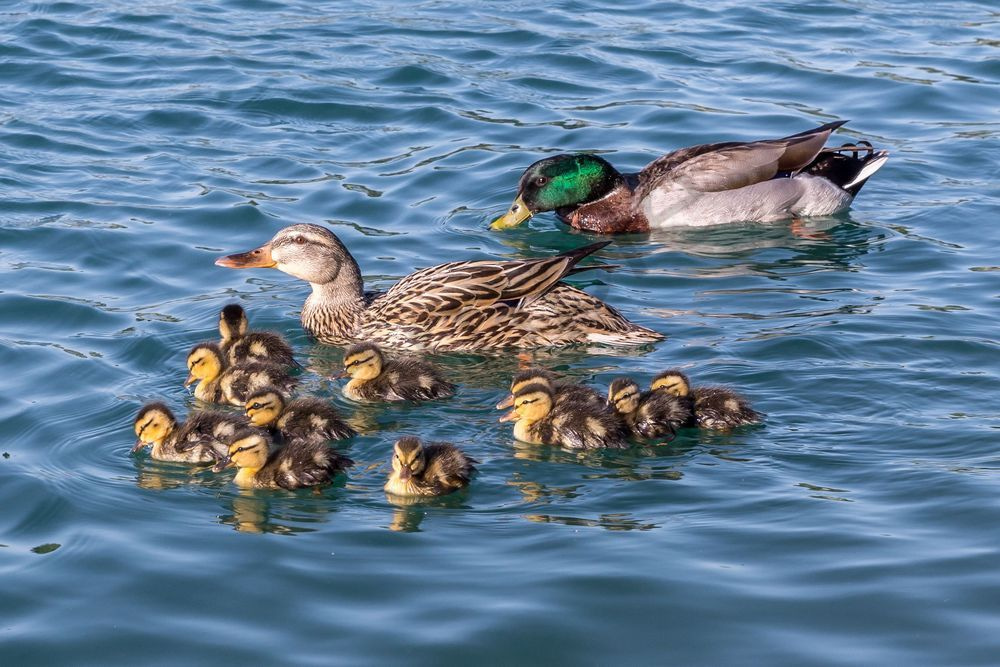 Big Duck Family at Mesa Park | Fine Art Bird Print