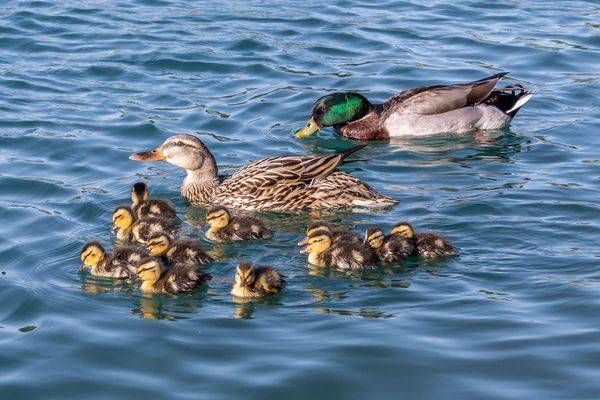 Big Duck Family at Mesa Park | Fine Art Bird Print