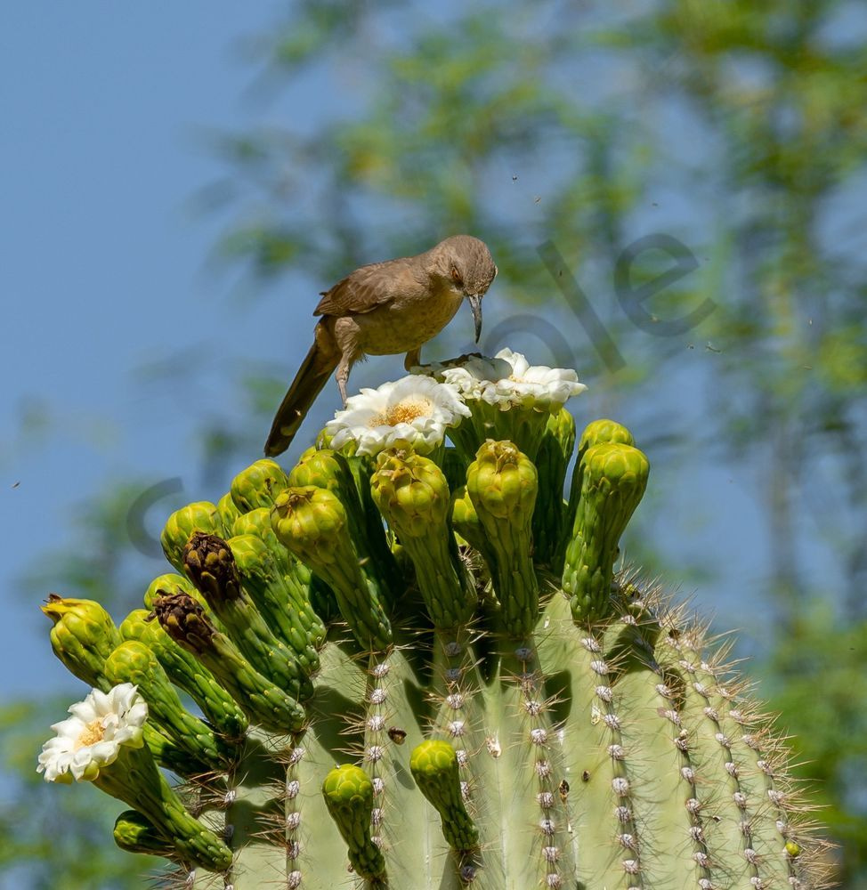 Curve billed Thrasher on a Saguaro Blossom | Fine Art Print