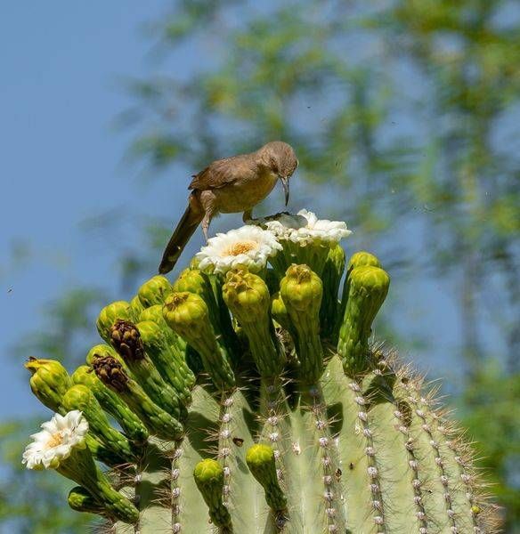 Curve billed Thrasher on a Saguaro Blossom | Fine Art Print