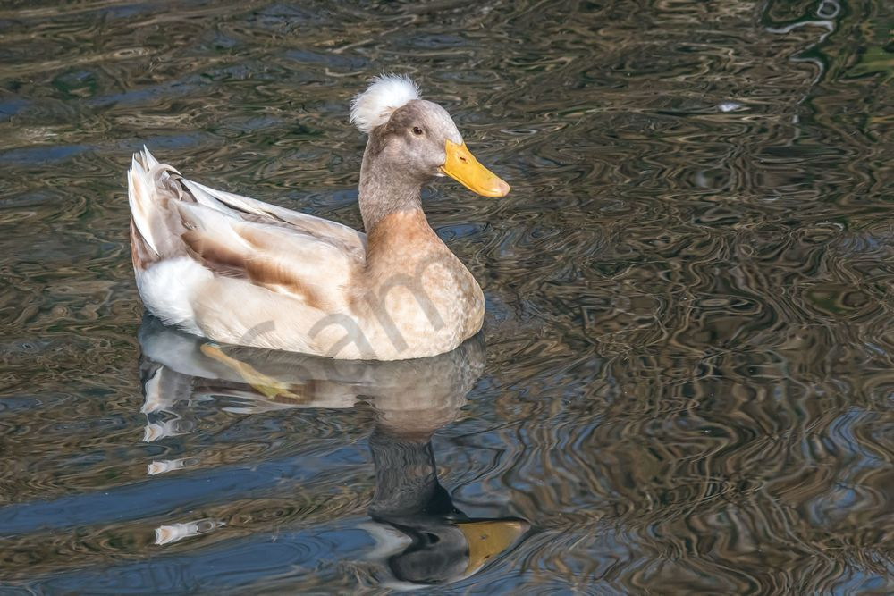 Crested Duck, Tonto National Forest | Fine Art Bird Print