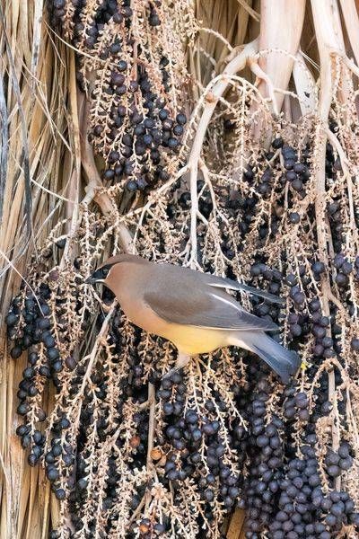 Cedar Waxwing | Fine Art Bird Print