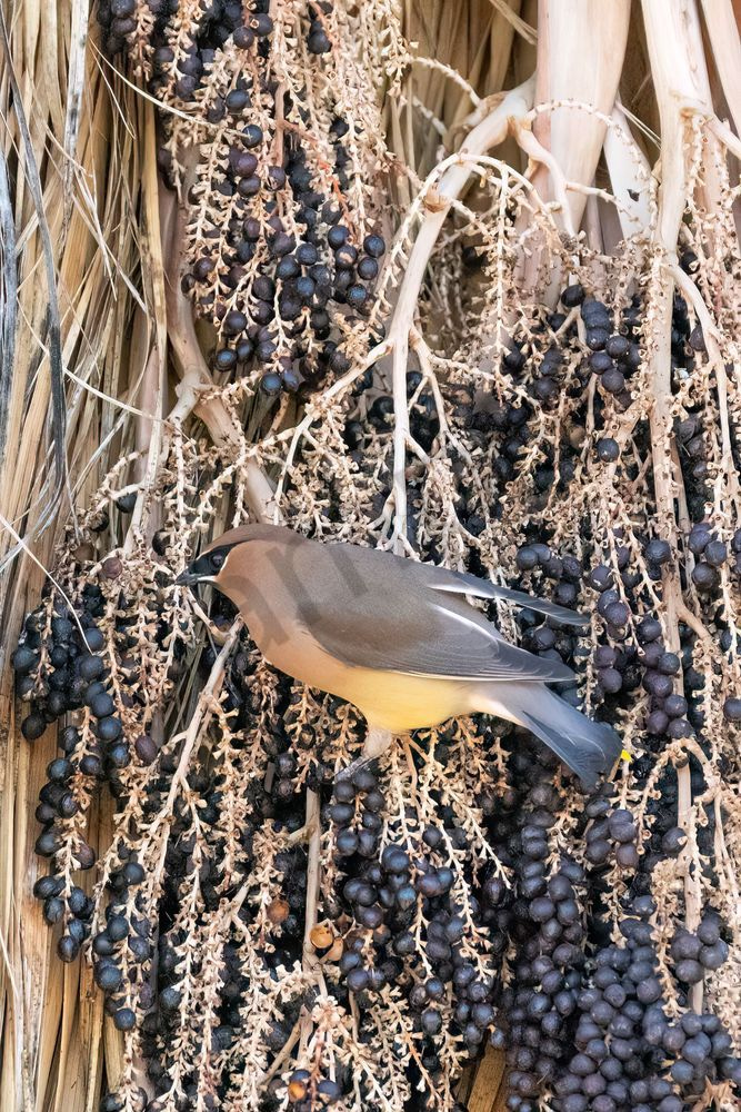 Cedar Waxwing | Fine Art Bird Print