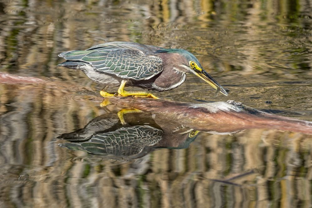 Green Heron Catches Lunch | Fine Art Bird Print