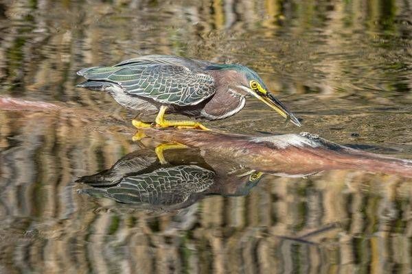 Green Heron Catches Lunch | Fine Art Bird Print