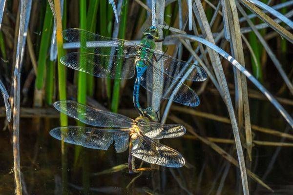 Dragonfly Couple | Wildlife Fine Art Print
