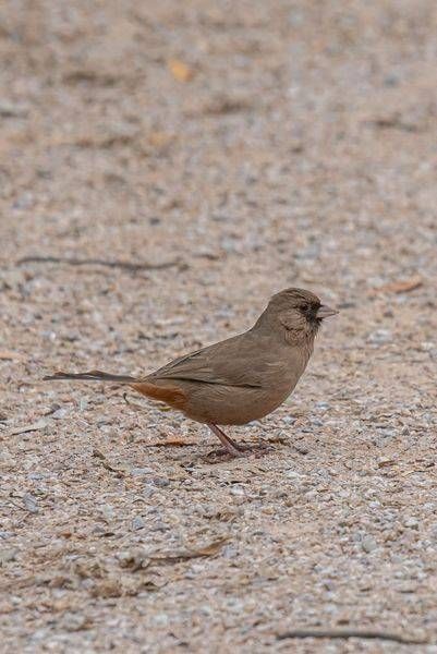 Albert's Towhee foraging for food | Fine Art Bird Print