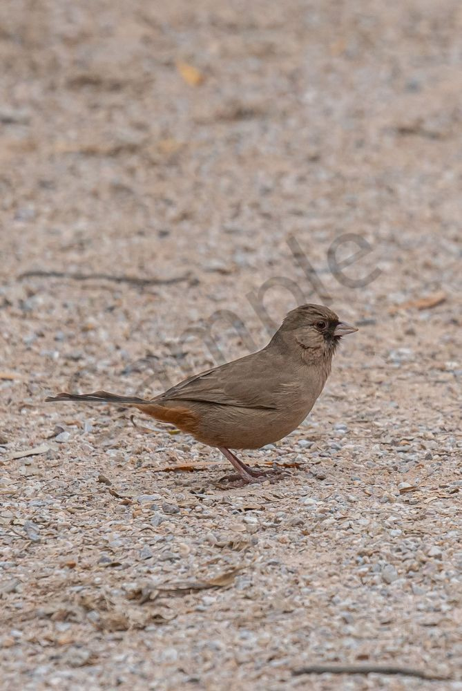 Abert's Towhee foraging for food | Fine Art Bird Print