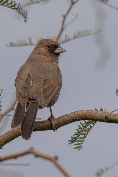 Abert's Towhee Perched | Fine Art Bird Print