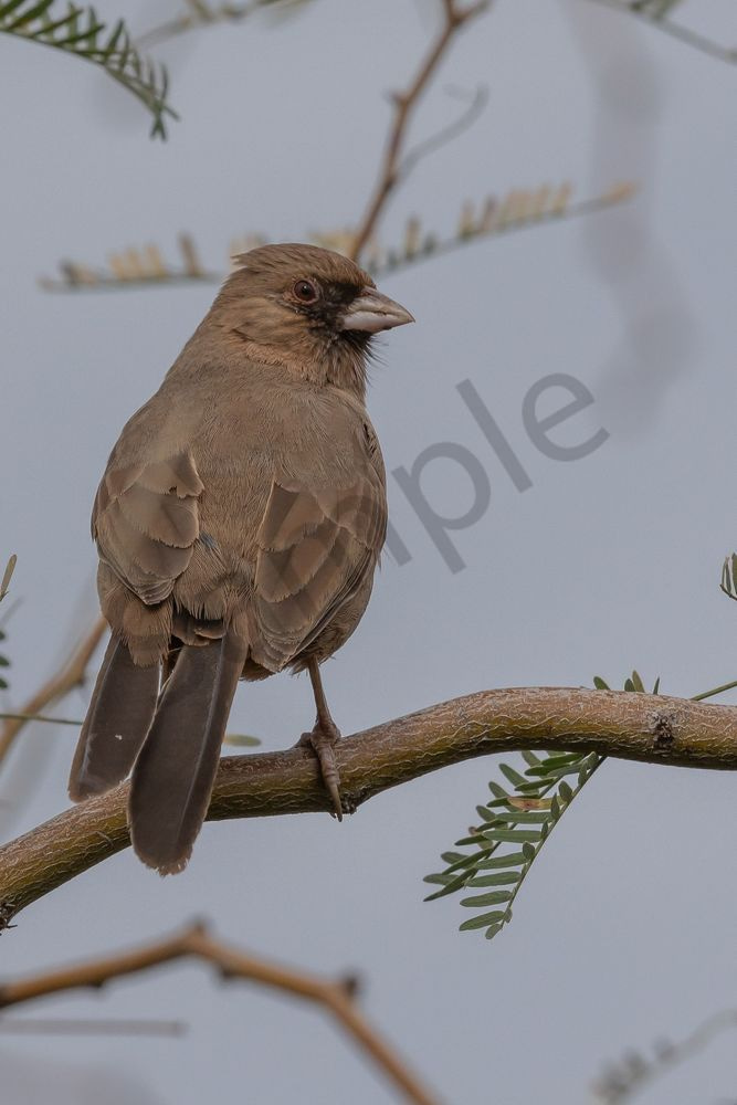 Abert's Towhee Perched | Fine Art Bird Print