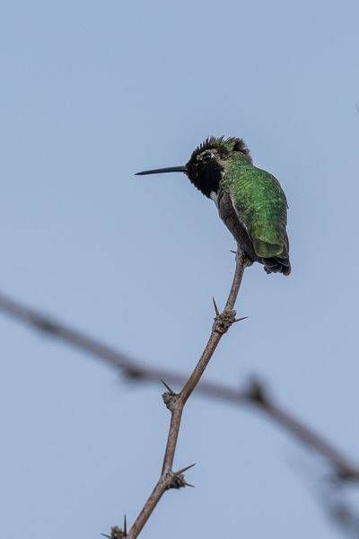 Anna's Hummingbird, Gilbert Water Ranch | Fine Art Print