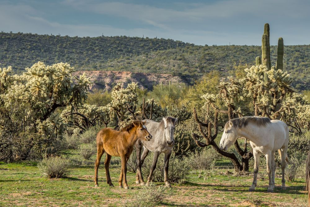 Family Gathering, Lower Salt River | Fine Art Print