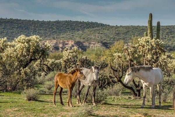 Family Gathering, Lower Salt River | Fine Art Print