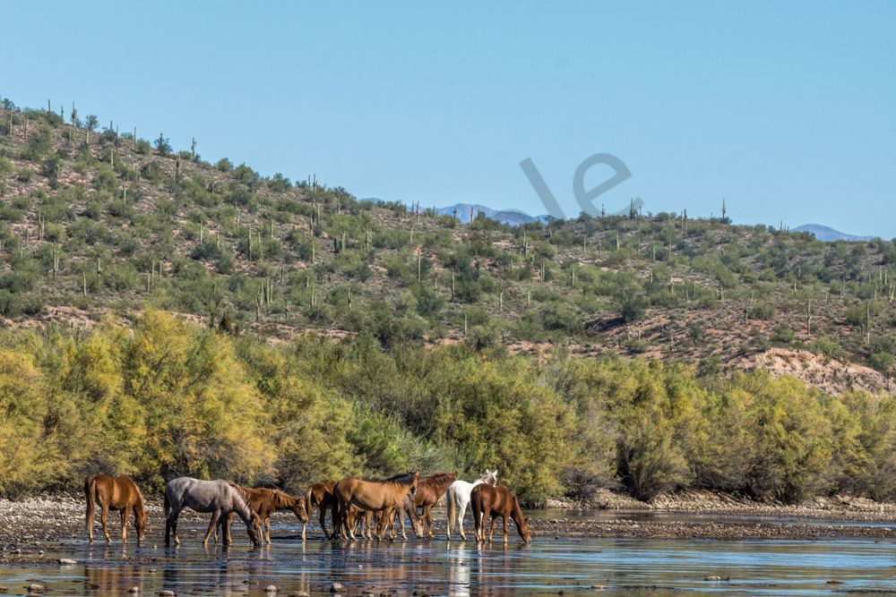 Family Reunion, Lower Salt River | Wild Horse Fine Art Print