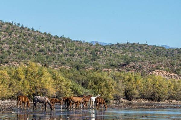 Family Reunion, Lower Salt River | Wild Horse Fine Art Print