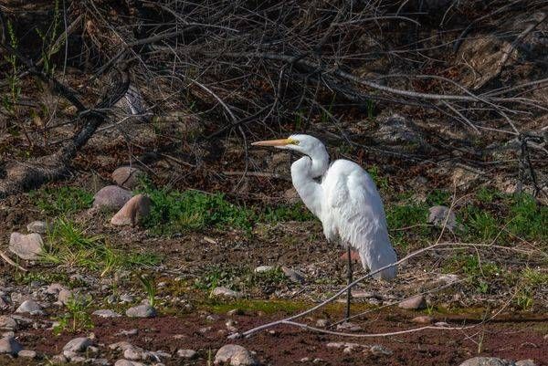 Great White Egret | Fine Art Bird Print