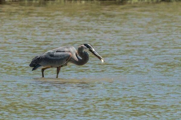 Great Blue Heron Lunchtime | Fine Art Bird Print