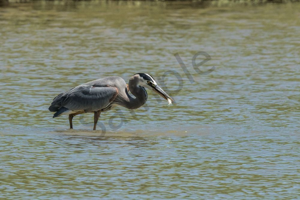 Great Blue Heron Lunchtime | Fine Art Bird Print