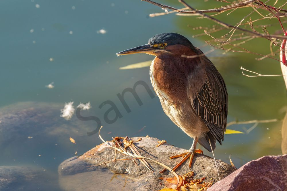 Green Heron | Fine Art Bird Print