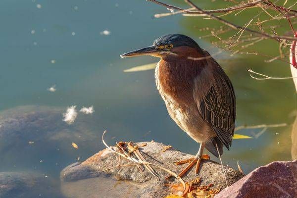 Green Heron | Fine Art Bird Print