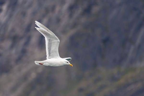 Glaucous Gull in Flight, Baffin Island | Fine Art Bird Print