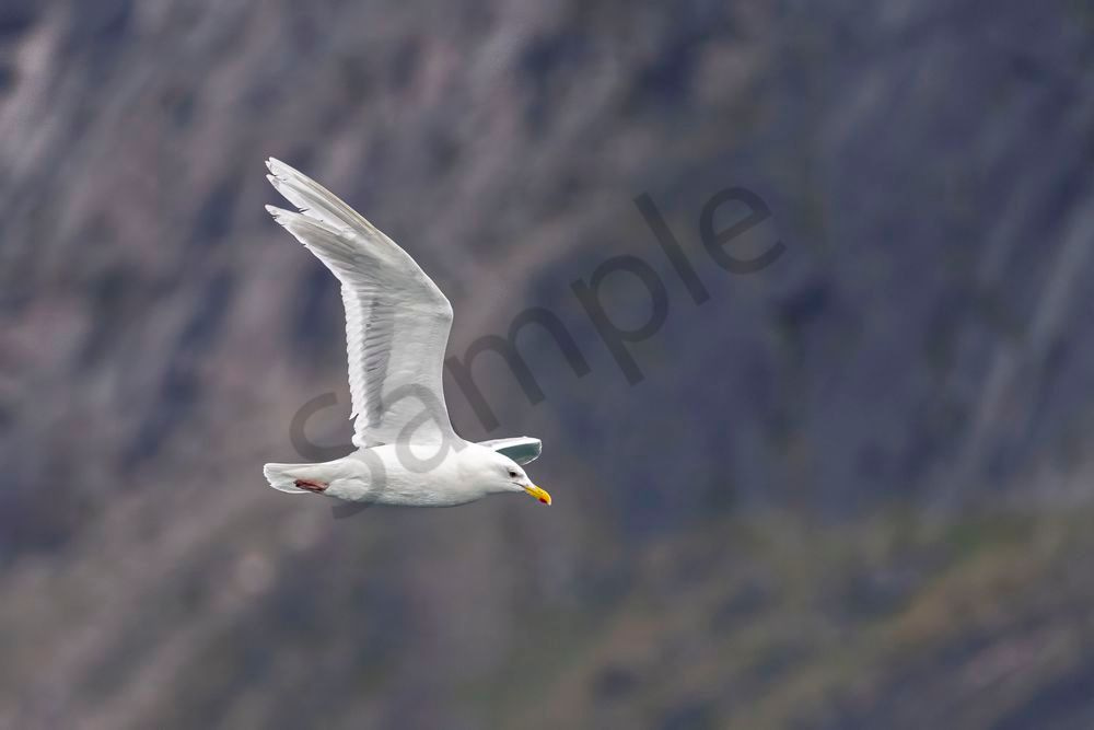 Glaucous Gull in Flight, Baffin Island | Fine Art Bird Print