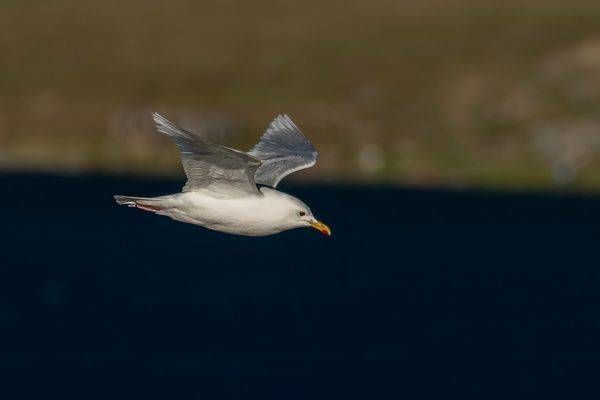 Glaucous Gull Bird in Flight, Baffin Island | Fine Art Print