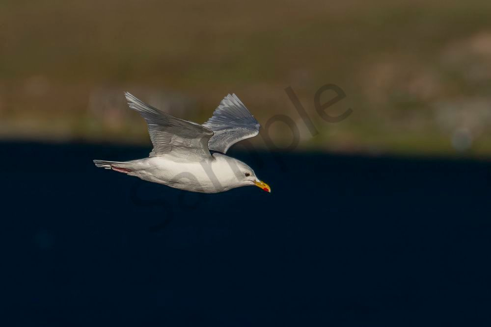 Glaucous Gull Bird in Flight, Baffin Island | Fine Art Print