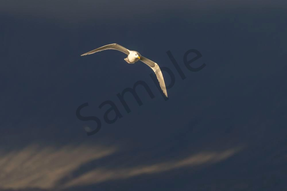Glaucous Gull Flying, Baffin Island | Fine Art Bird Print