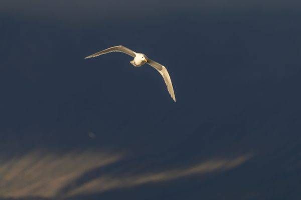 Glaucous Gull Flying, Baffin Island | Fine Art Bird Print