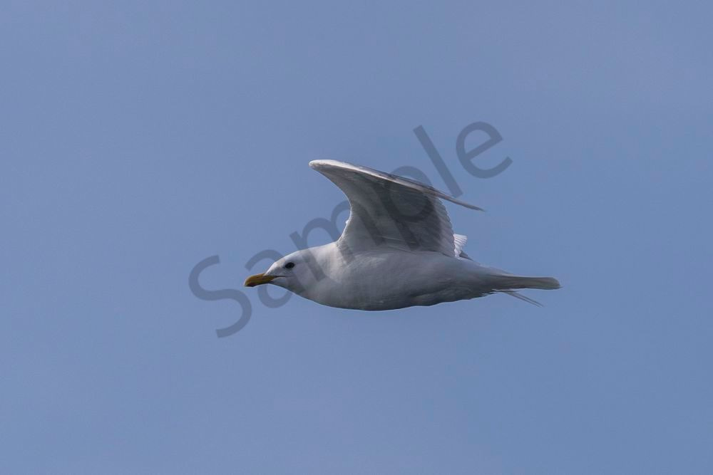 Glaucous Gull, Arctic | Fine Art Bird Print