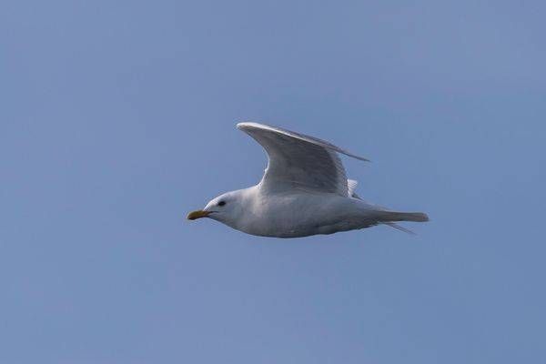 Glaucous Gull, Arctic | Fine Art Bird Print