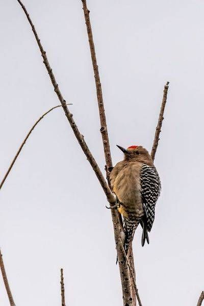 Gila Woodpecker | Fine Art Bird Print