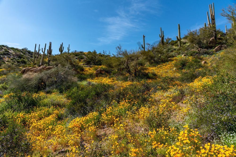 Spring flowers light up the Sonoran Desert | Fine Art Print