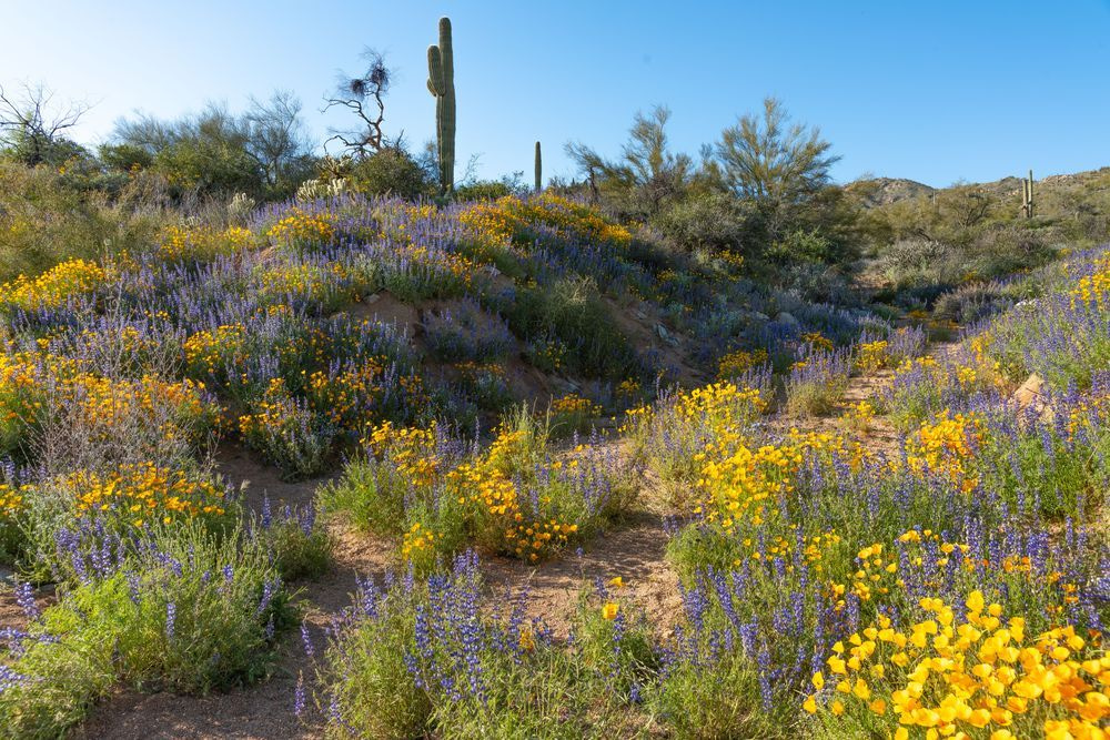 Spring flowers in the Sonoran Desert | Nature Fine Art Print